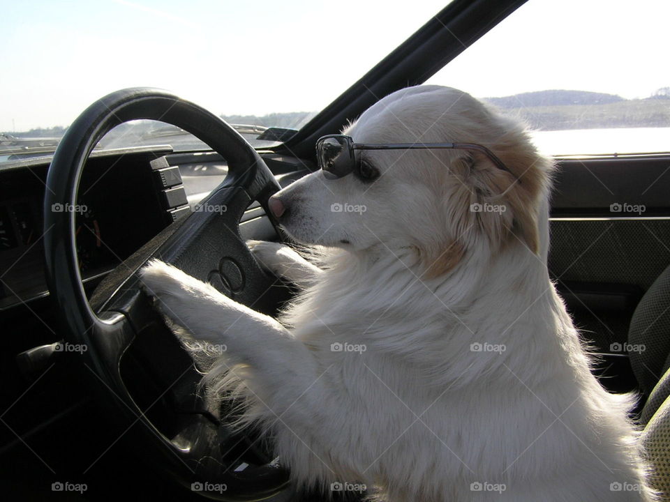 dog driver