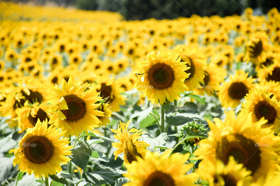 Sunflowers Plantation Blooming Field
