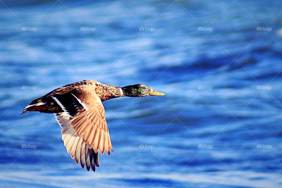 Close-up of mallard duck flying over the lake