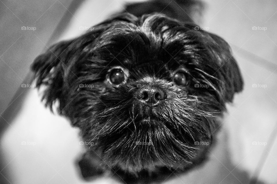 a black and white close up portrait of a black shitzu dog´s face.