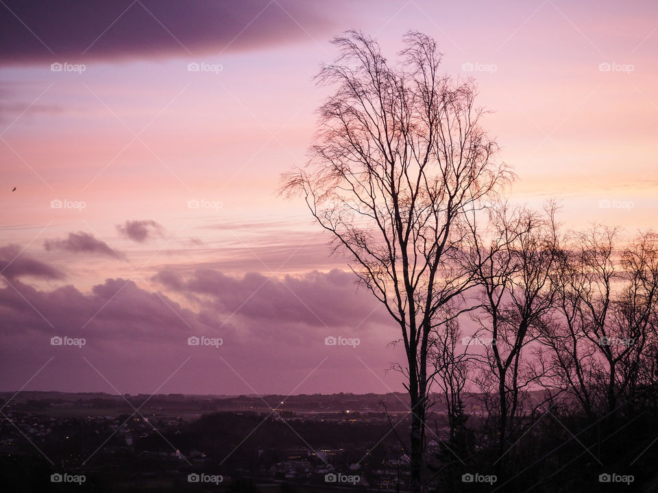 Purple evening. 