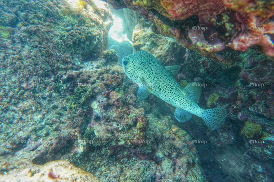 blowfish among the reef