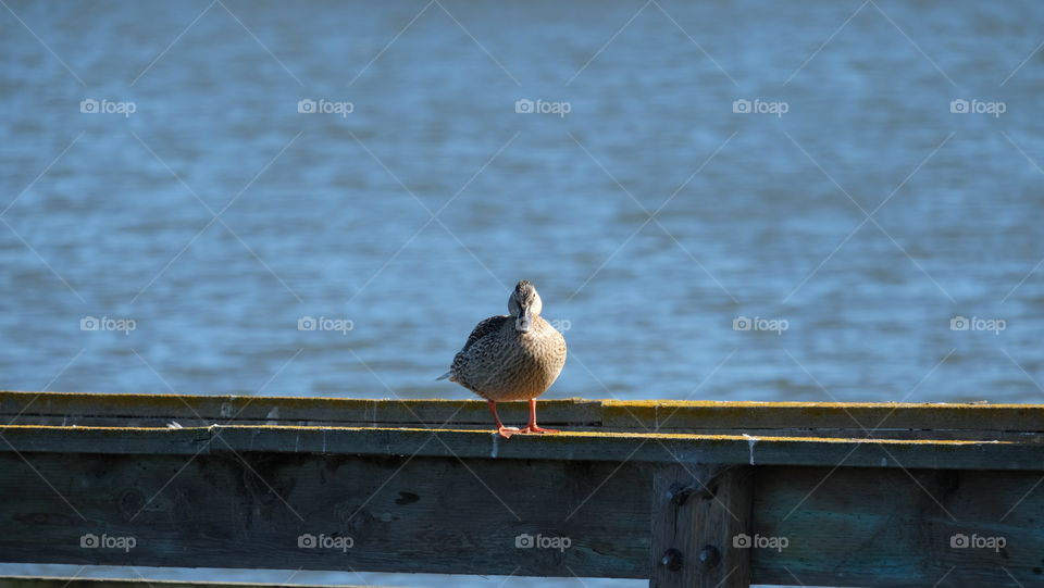 Bird staring at me