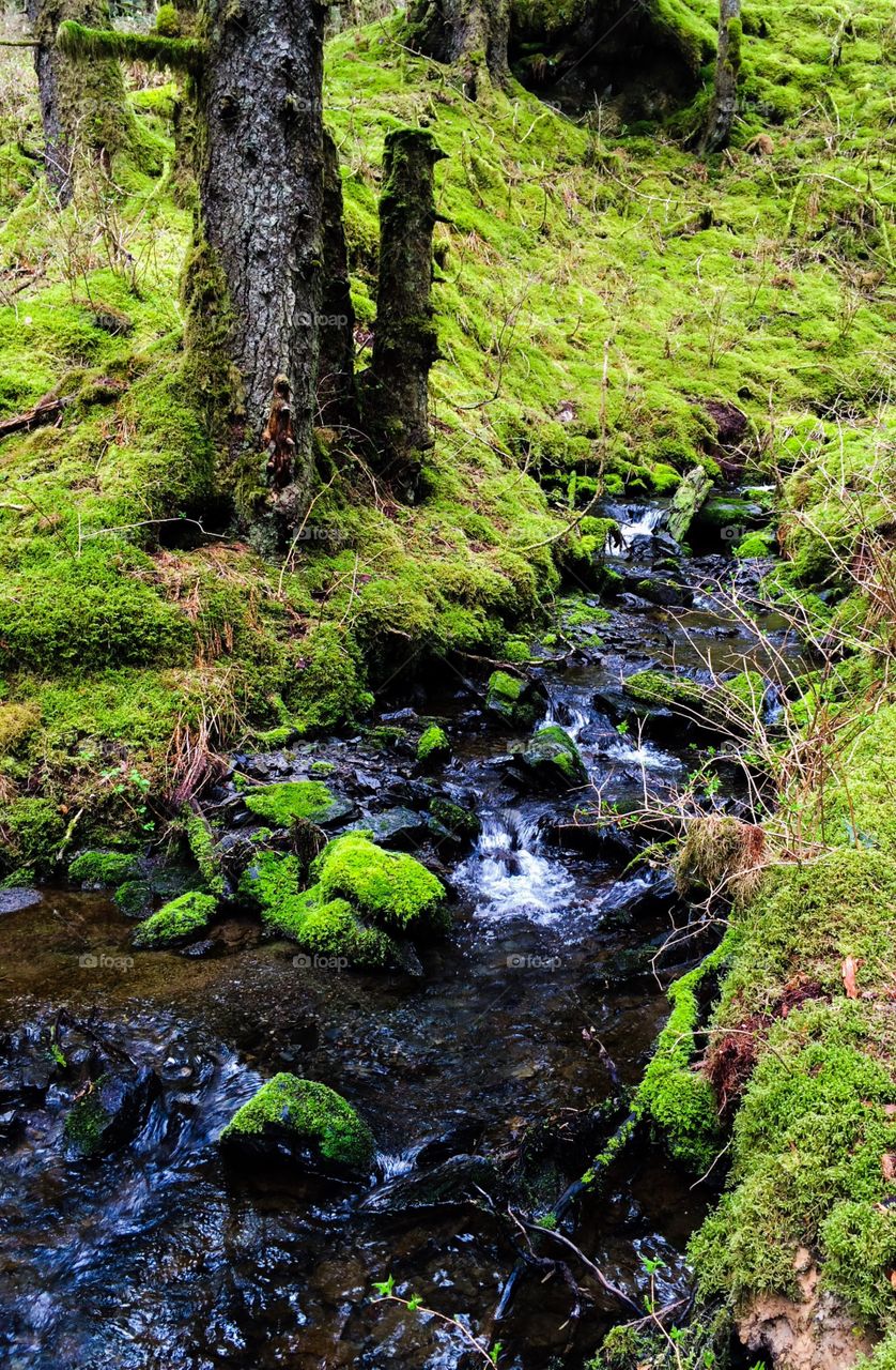 Forest stream. Forest stream