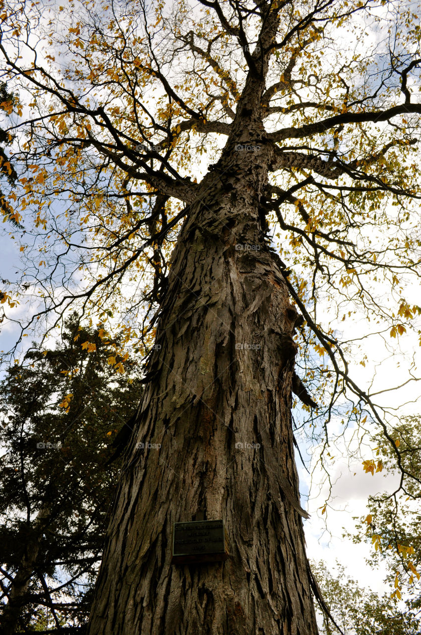 sign tree leaves autumn by refocusphoto