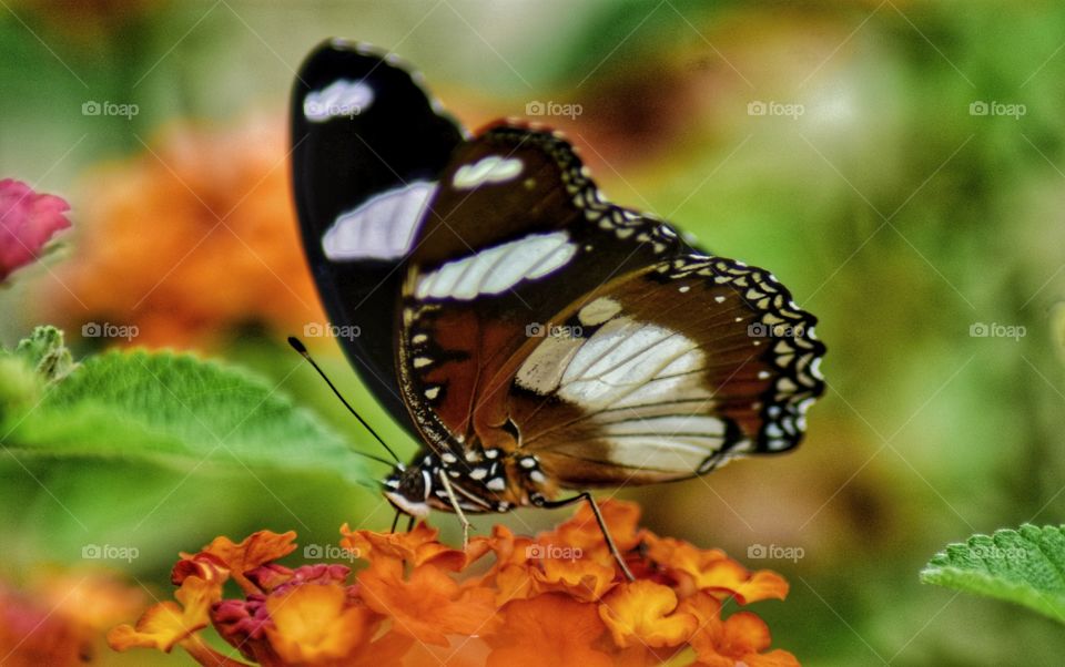Butterfly and colors
