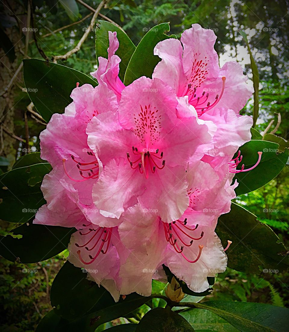 Pink Flower