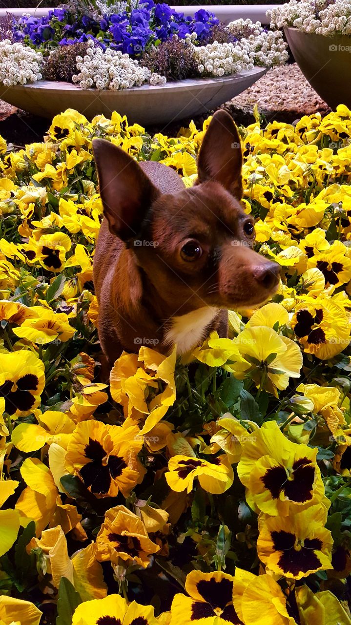 "Daisy" (Chihuahua) posing in the flower bed. Photo by Mark Fetgatter.