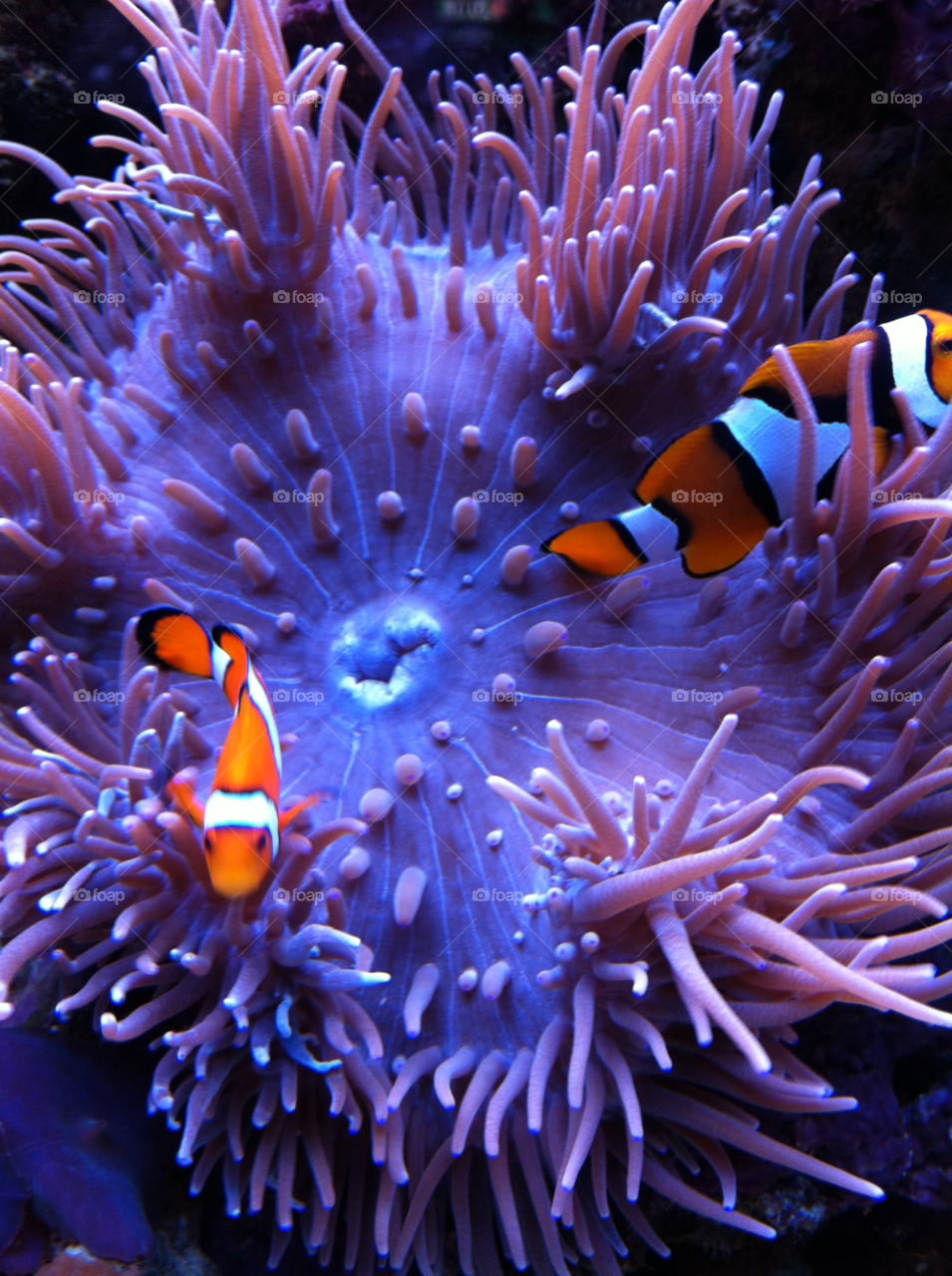 fish colours animals aquarium by rosiecoop