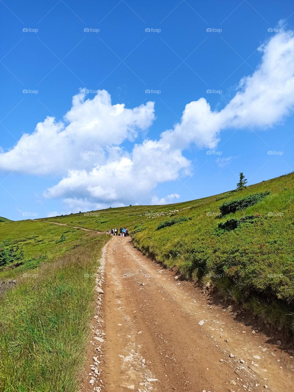 Your favourite travel destination
My beloved Carpathians. Green flower meadows. Cows with bells around their necks. Unforgettable trip across Ukraine. Mountains Dragobrat. Magnificent nature.