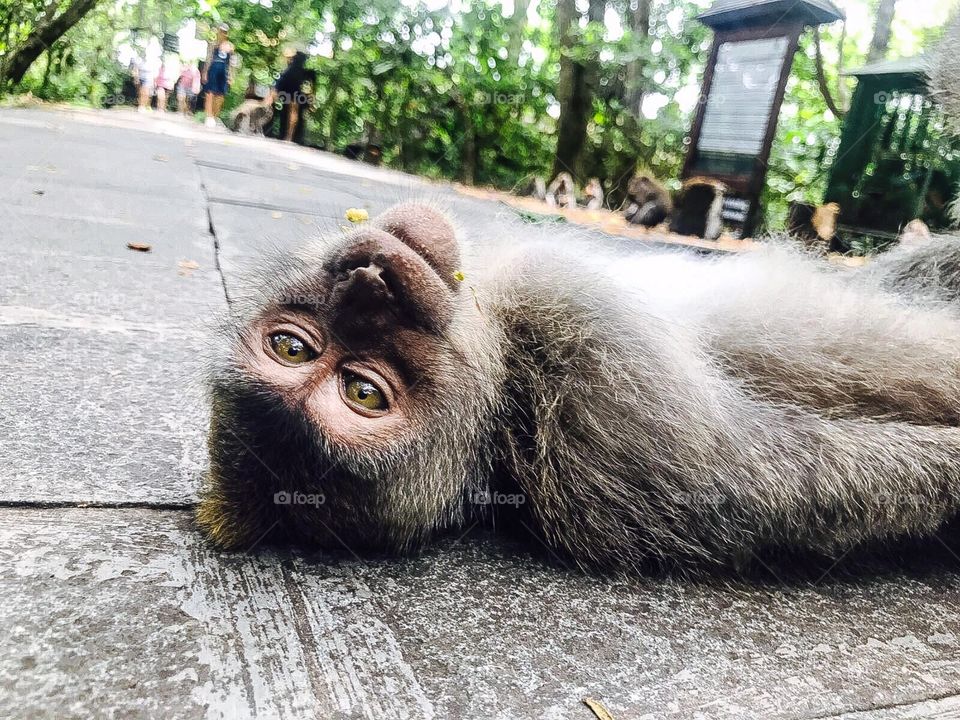 Ubud, Bali, Indonesia
Monkey forest

Ah those lazy days

Eat, sleep, jump, crawl, eat and take cute selfies with human
