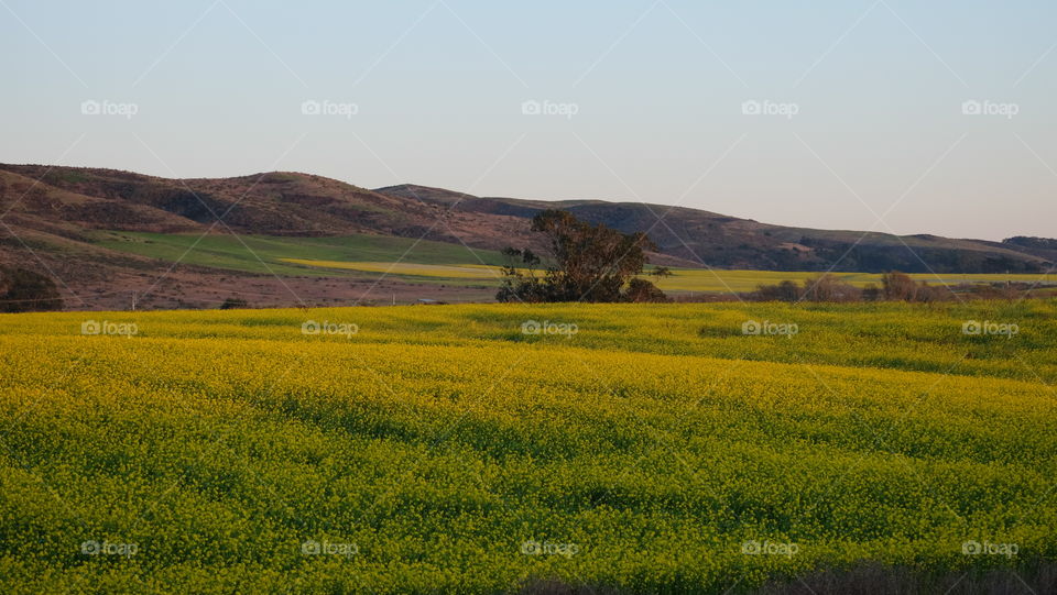 Fields of yellow wildflowers