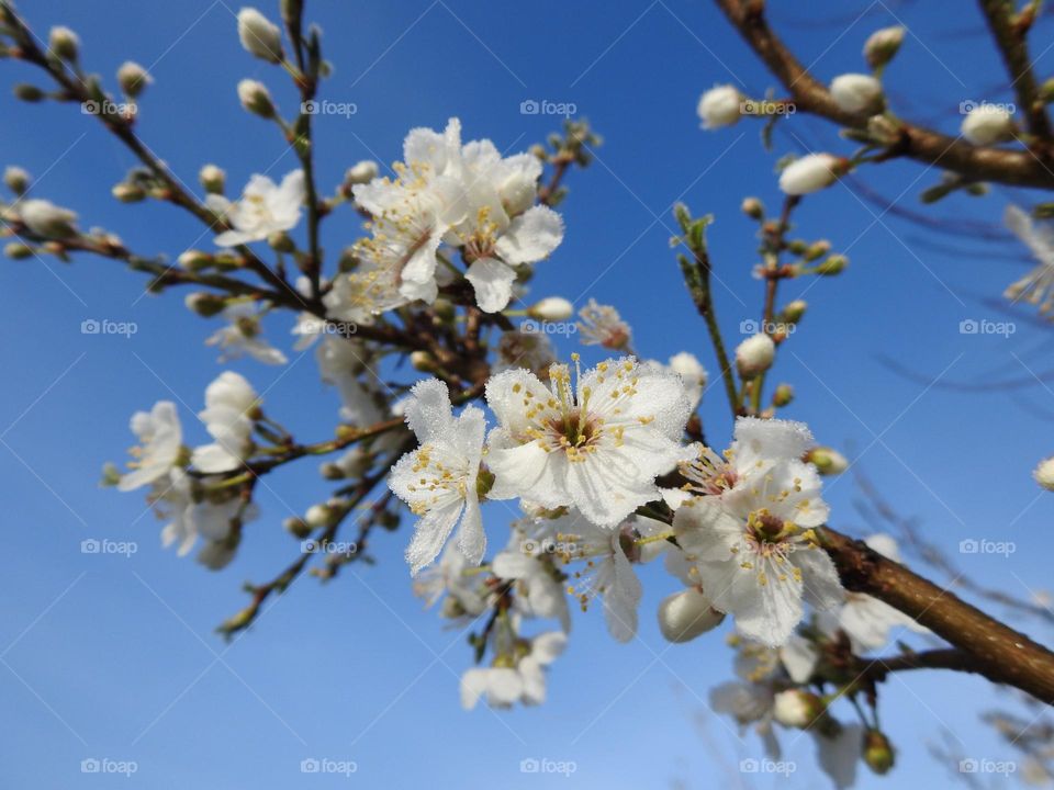 Beautiful Cherry Tree flowers in the morning sun, blue sky, UK