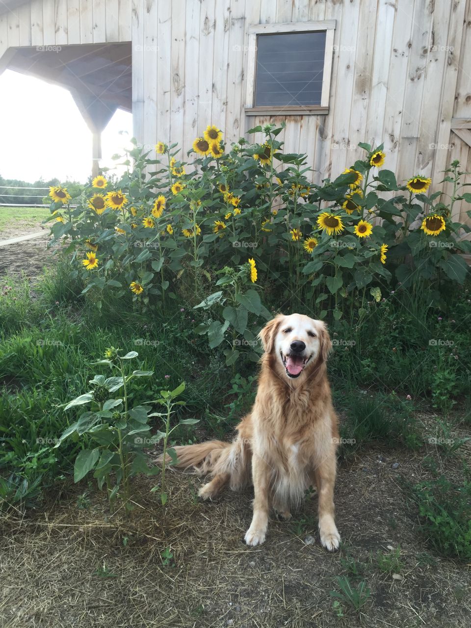 Sunflower patch kid