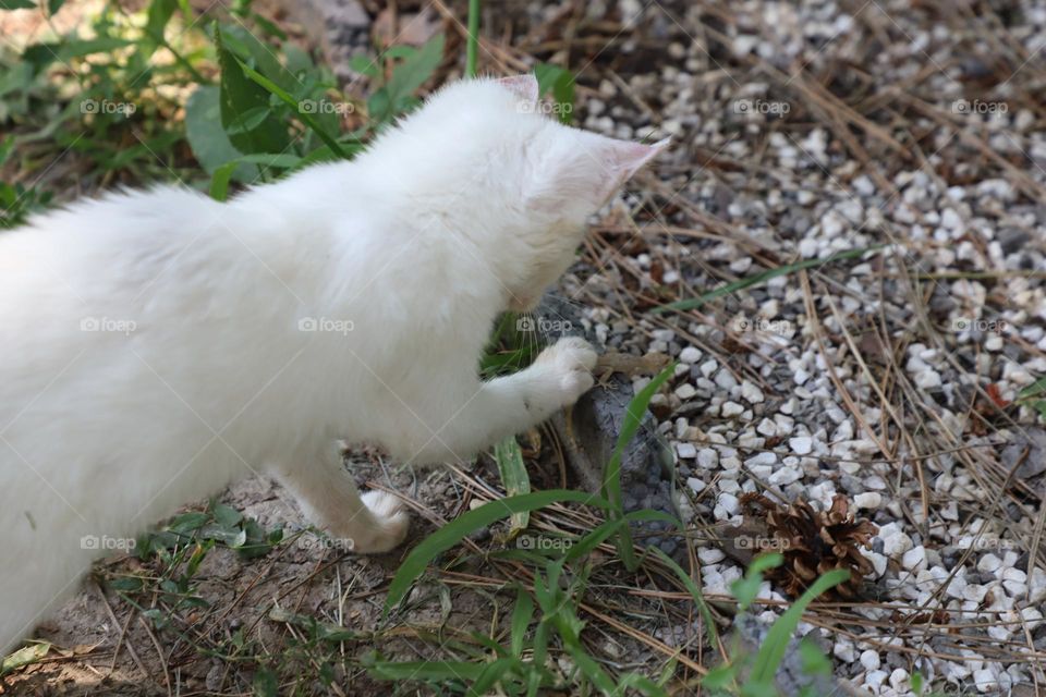 cat and lizard