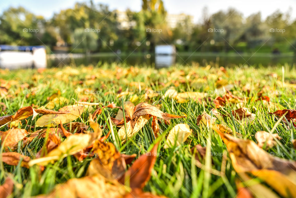 Red autumn leaves in the grass