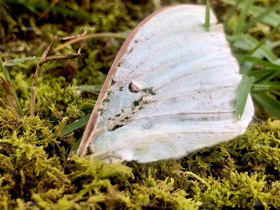 Last of the Luna moth 
