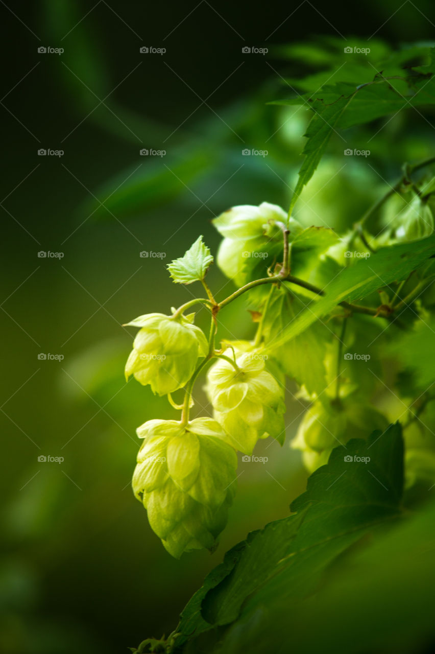 Leaf, Nature, Flora, Garden, No Person