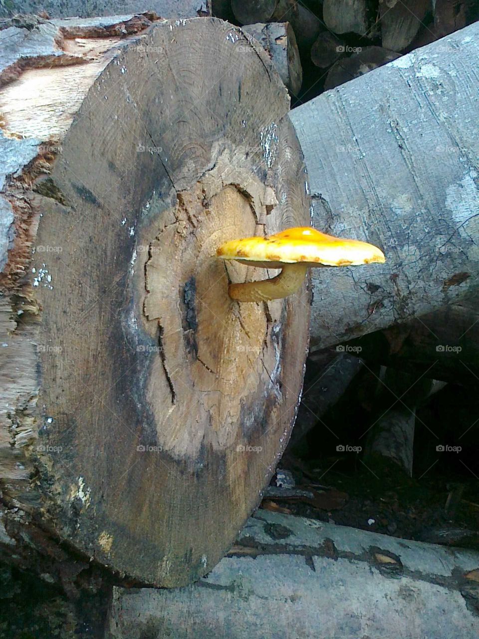 mushroom on a tree