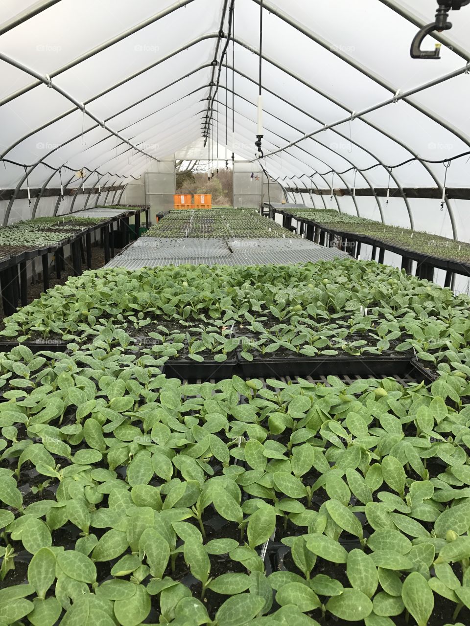 Inside a greenhouse 