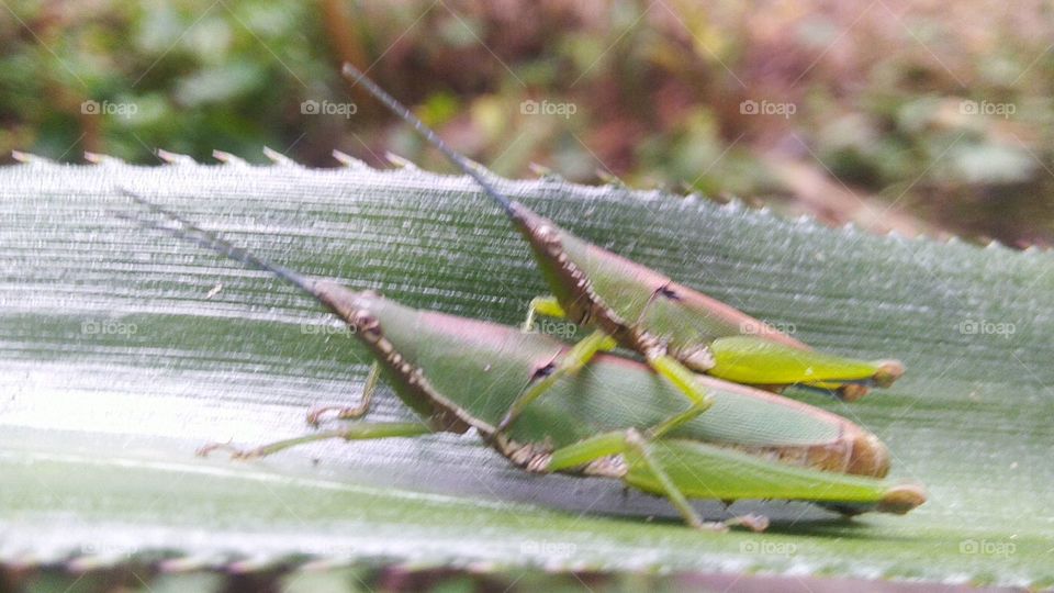 A pair of grasshoppers making love