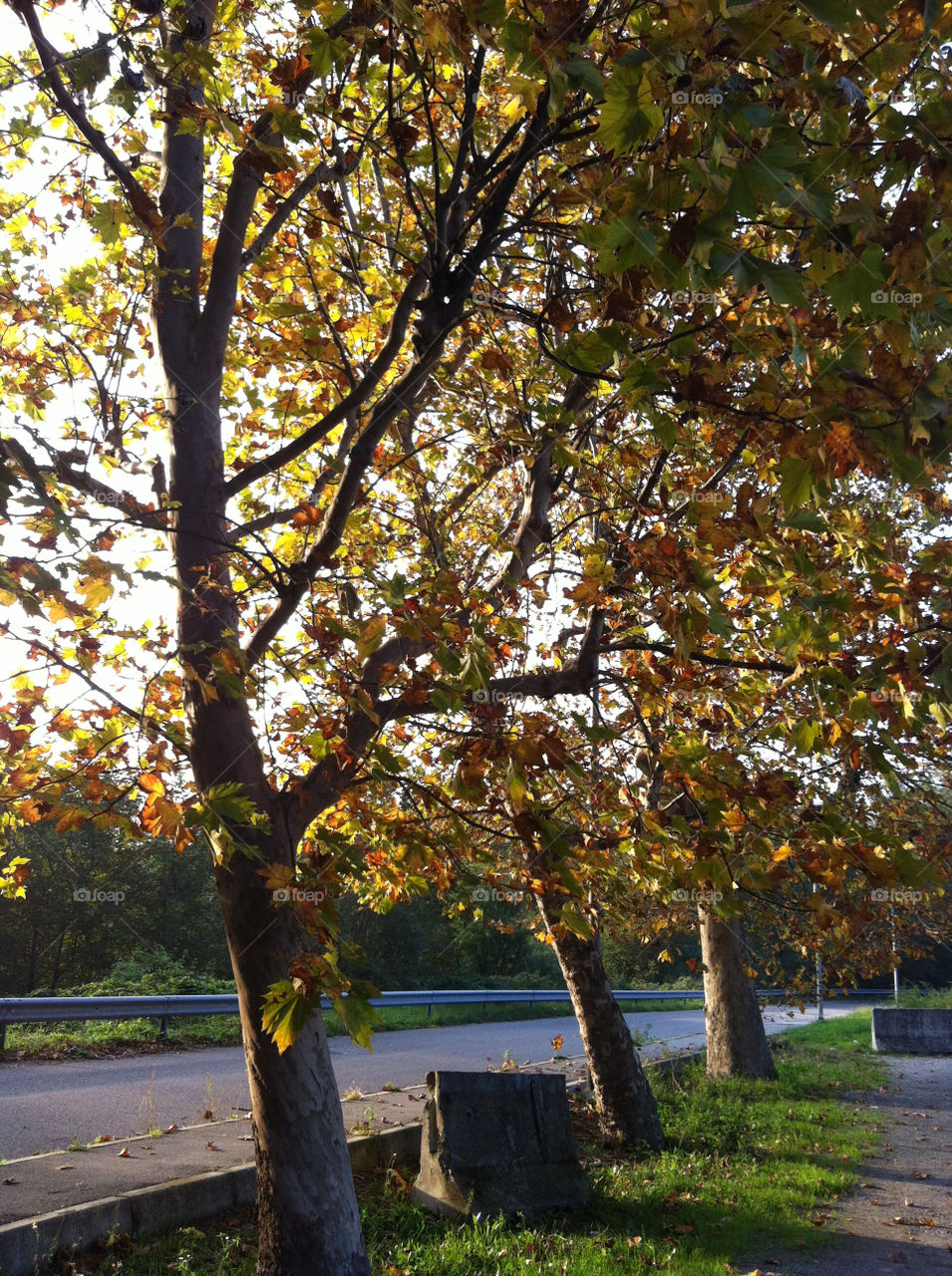 casate como italia tramonto alberi piante foglie autunno by amodea