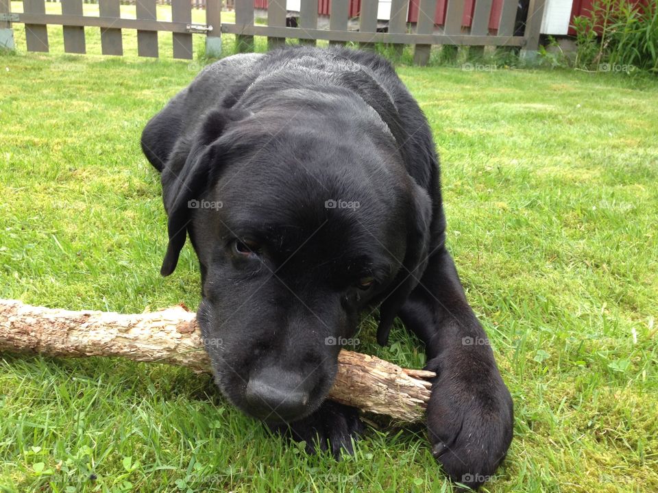 Chewing on stick. My dearly departed labrador, named Hamlet
2004/30/01-2015/07/30
Forever loved, forever missed