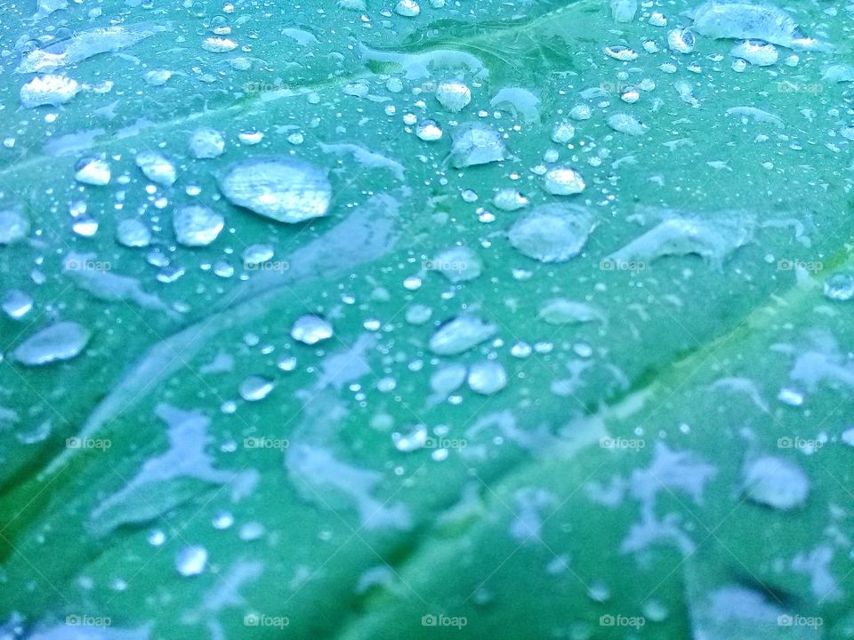 Beautiful morning dew on fresh green leaves