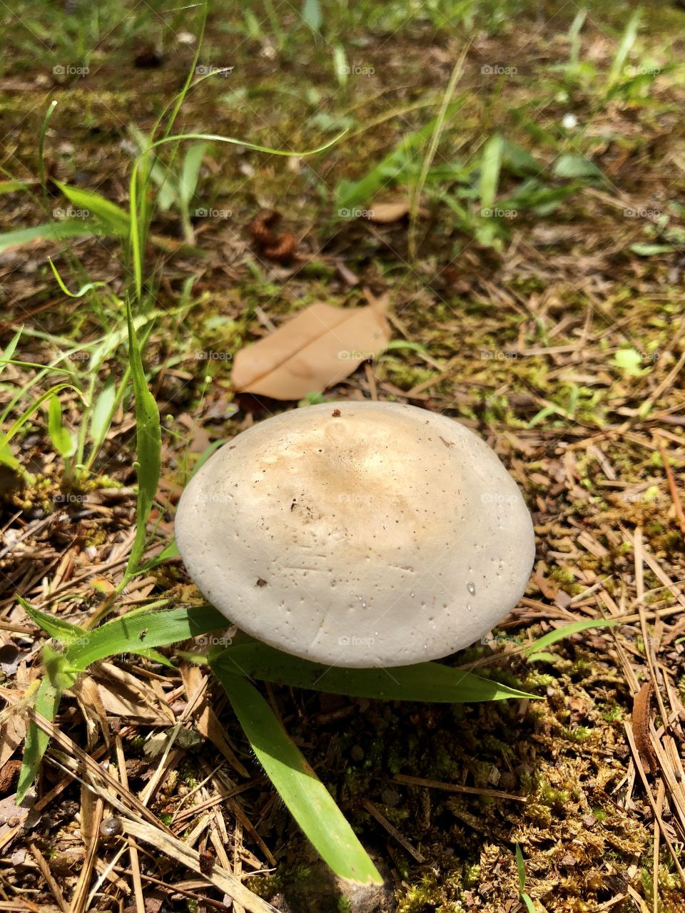 Mushroom with tiny water droplets 