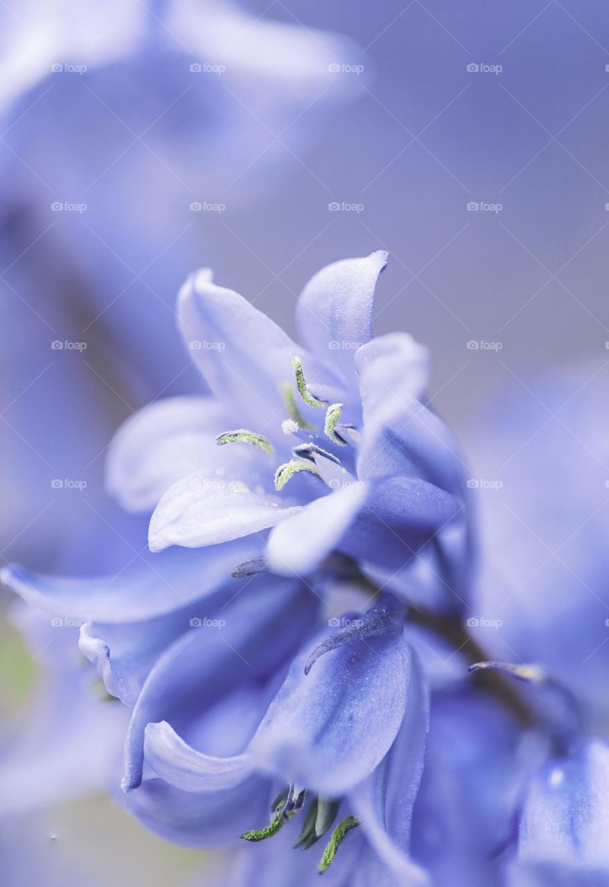 a macro portrait of a blue bell flower with a blue blurry background made by others of its kind in a garden.