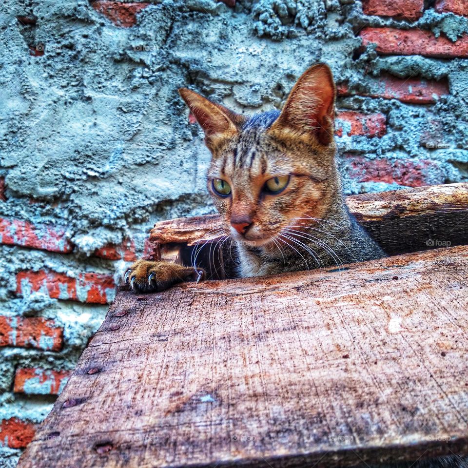 The cat comes out of hiding