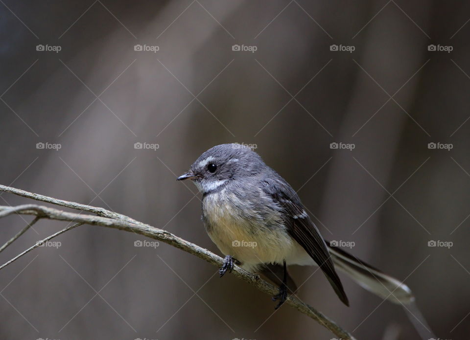 Grey Fantail in a