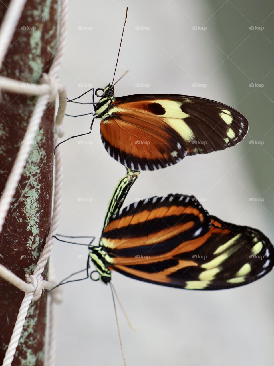 Mating butterflies 