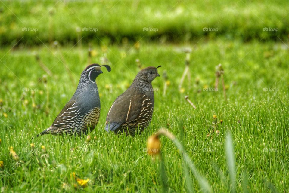 Quail couple
