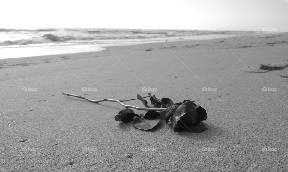 Final Rose . Washed up rose on beach in grayscale 