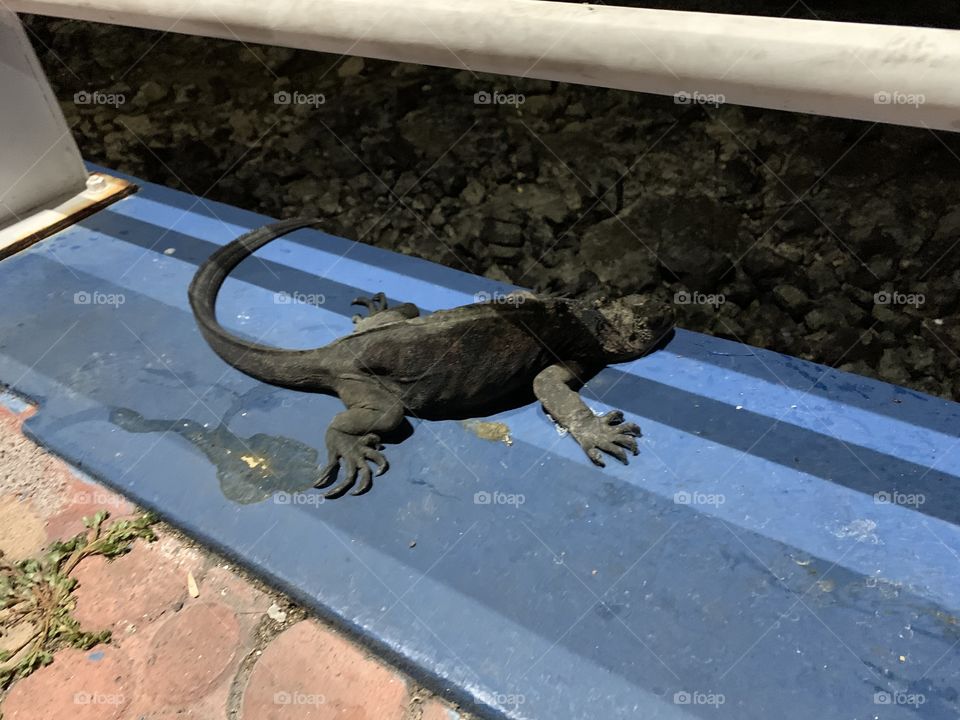 Iguana 