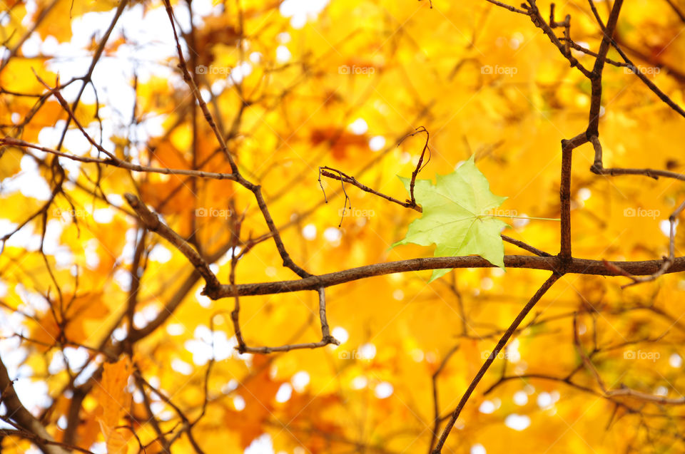 fall beautiful backgraund