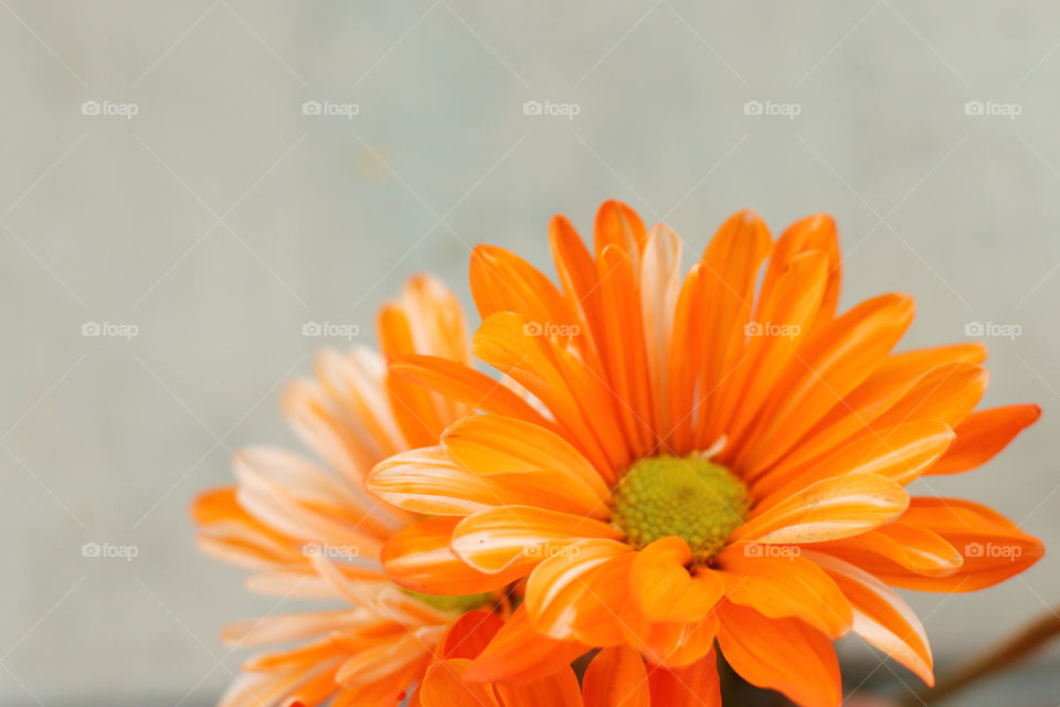 Orange flowers blooming at outdoors