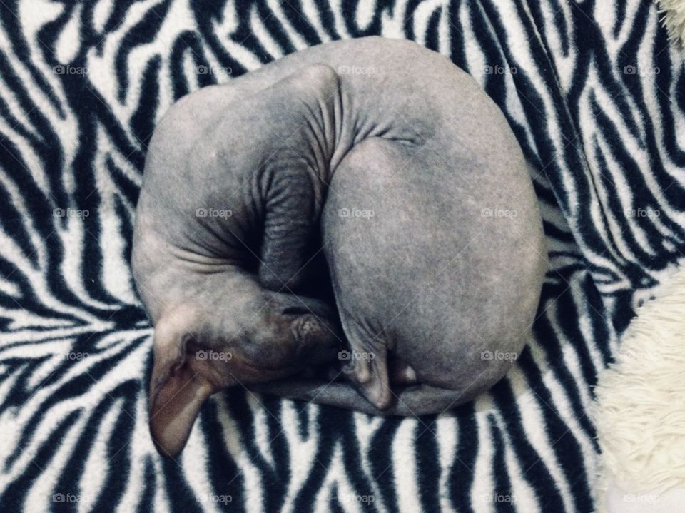 Sleeping sphynx kitten