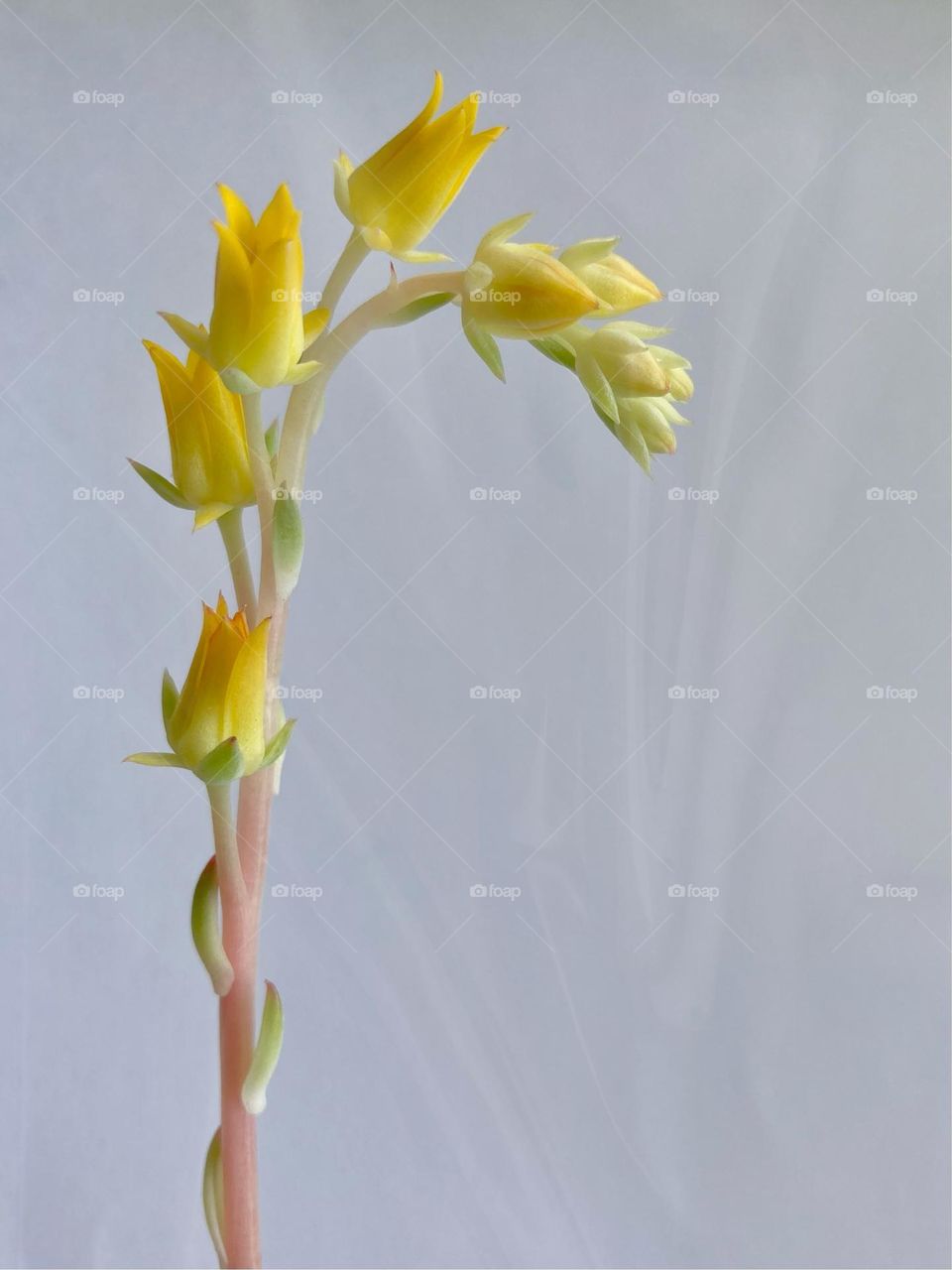 Flowering succulent, fresh yellow flowers, backgrounds with copy space 