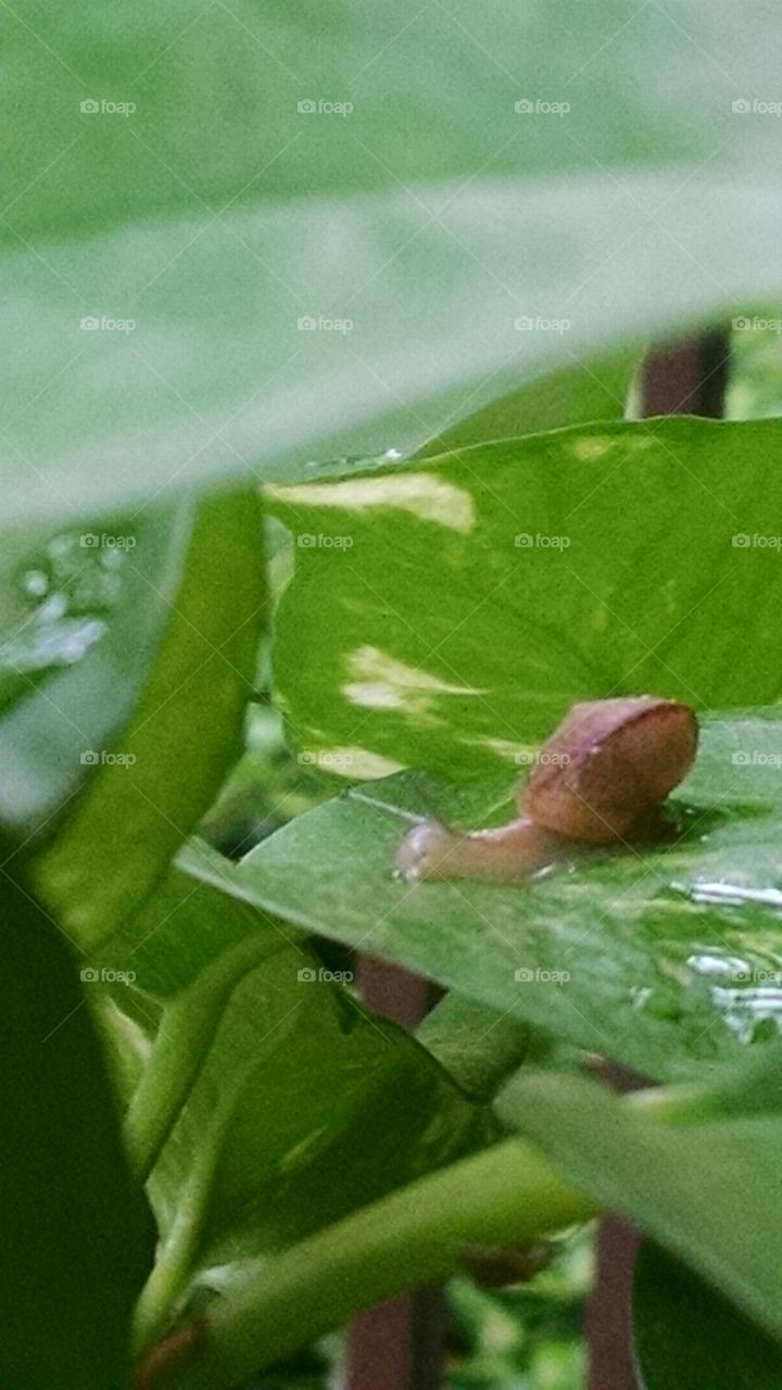 garden snail