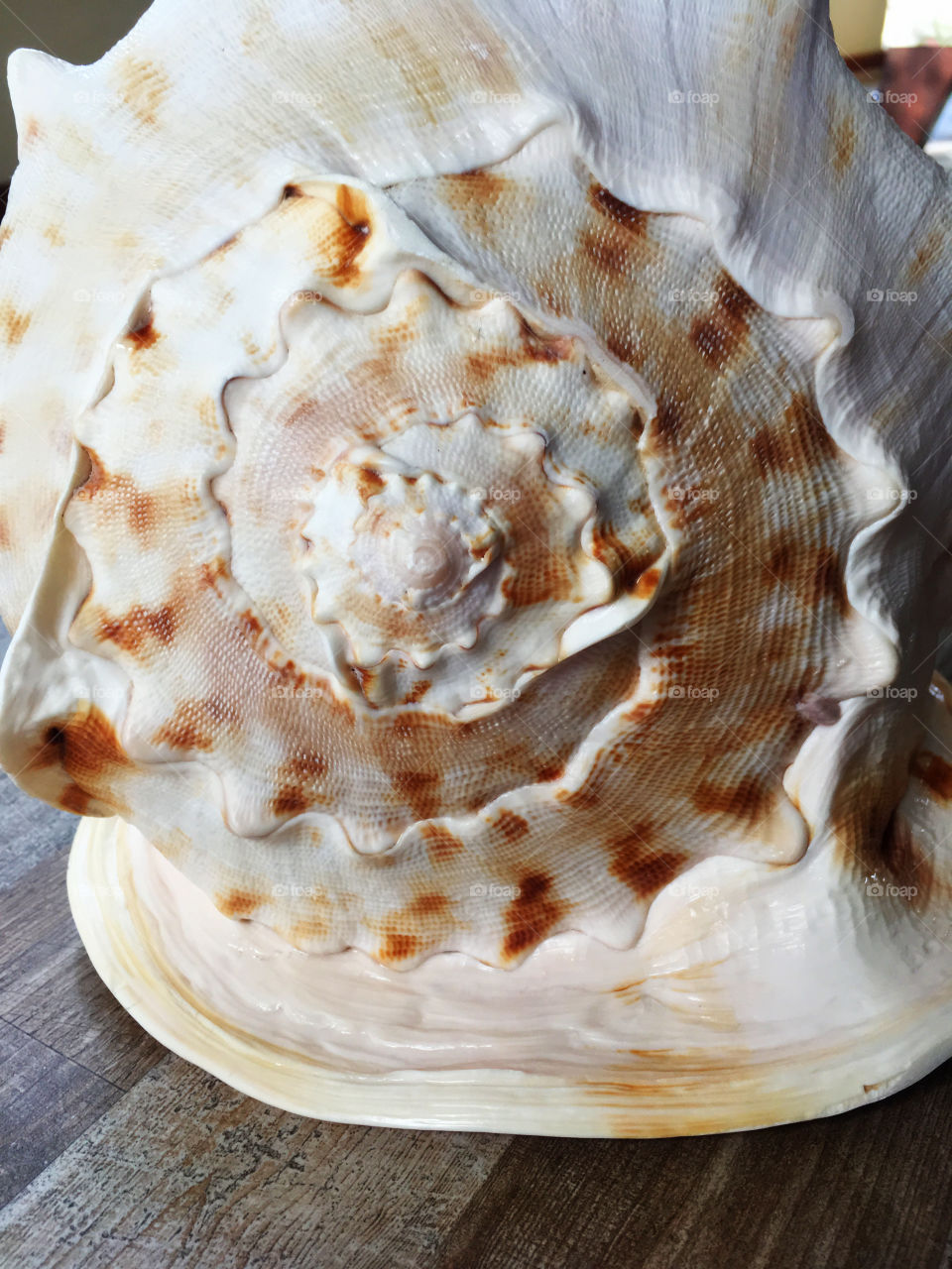 Sea shell conch 
