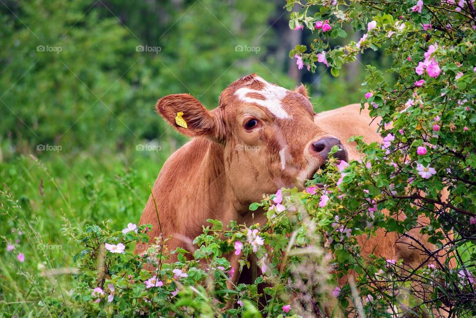 Cow on summer pasture 