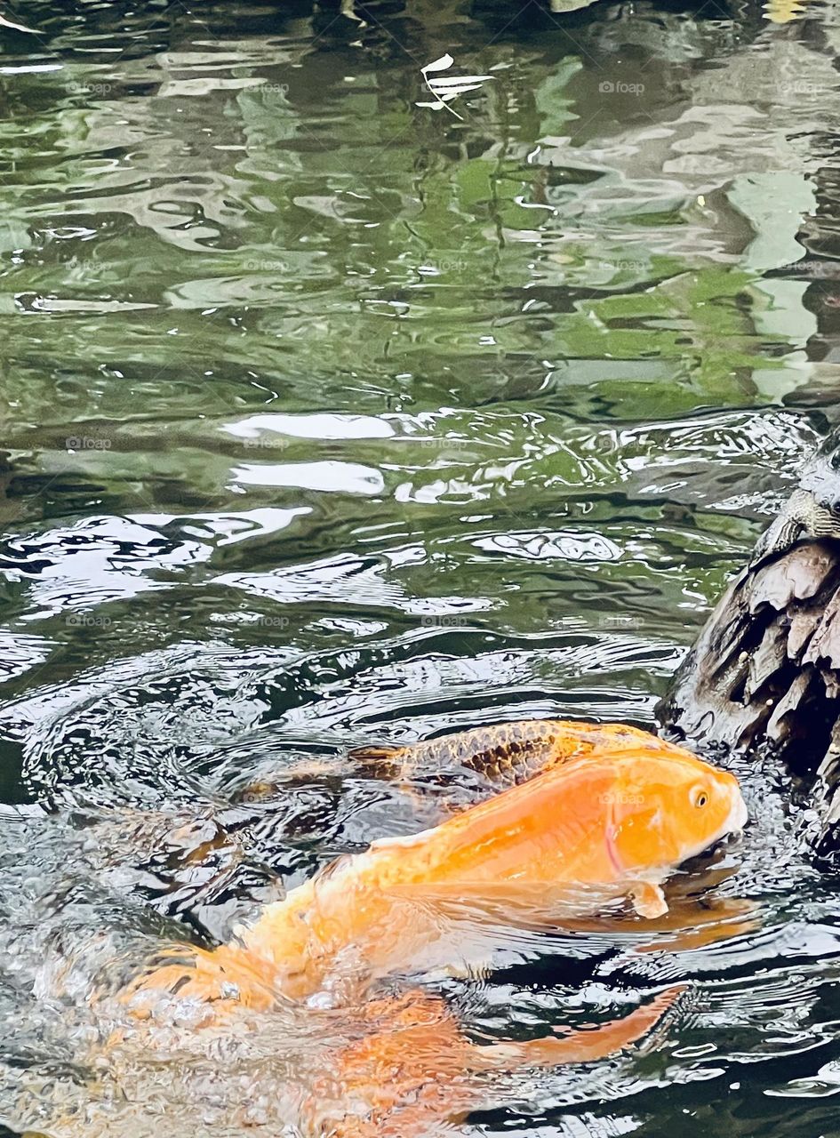 Koi