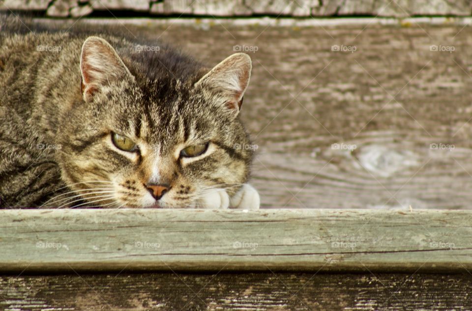 Headshot of a grey tabby laying on a rustic wooden step