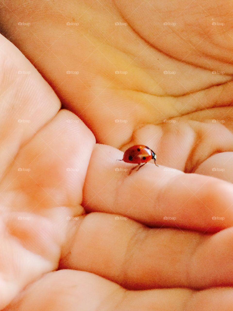 Holding a lady bug