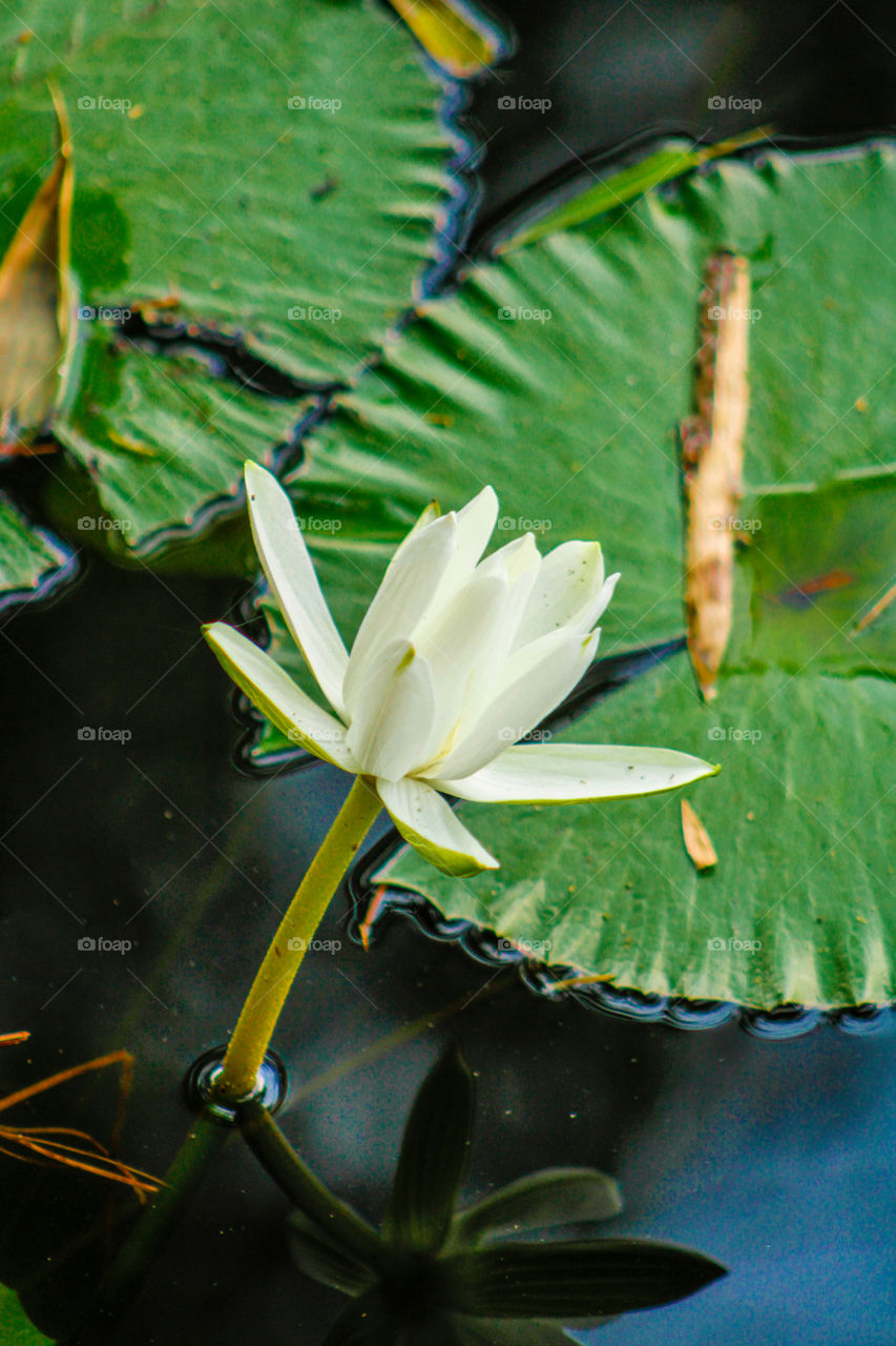 images of white colour lotus flower #images of white colour and green colour combination