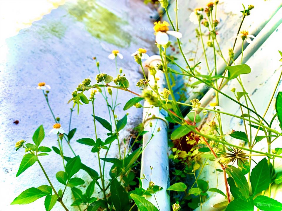 Daughter’s Photography Of White Fragile Beautiful Flowers Low Angle Reaching Out The Sunlight. 