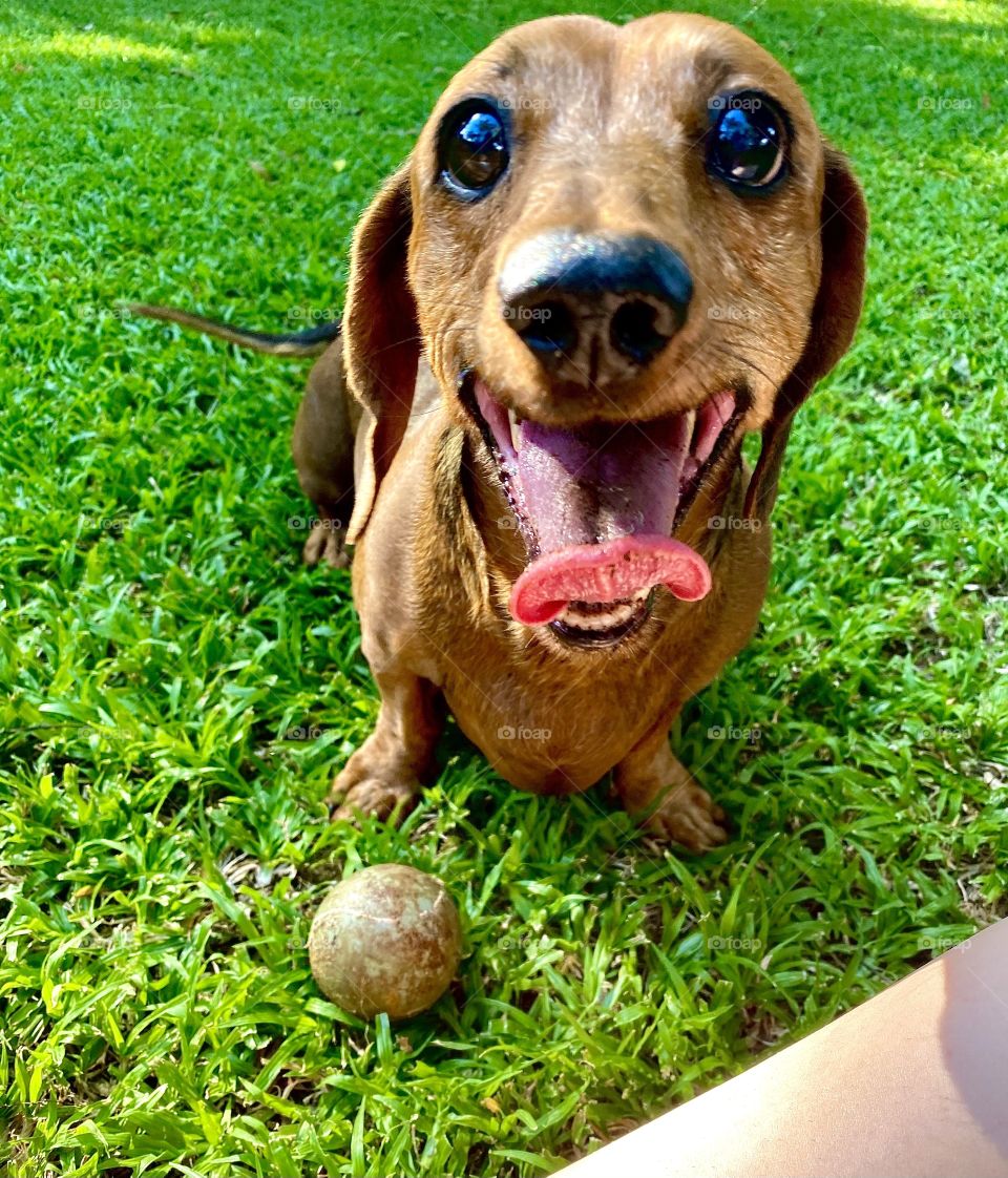 Dachshund