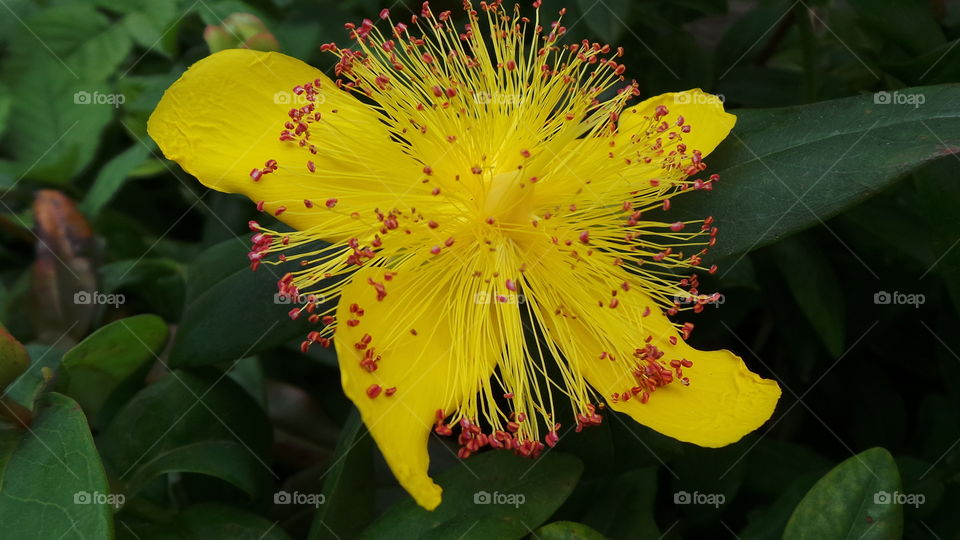 British ,macro, yellow, flower, with ,red